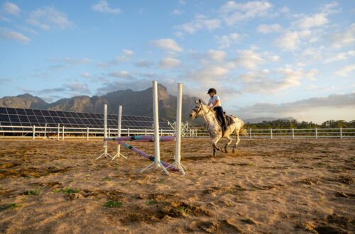 Horse+Paddock